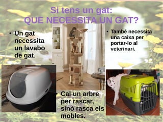 Si tens un gat:
QUE NECESSITA UN GAT?
● Un gat
necessita
un lavabo
de gat.
● També necessita
una caixa per
portar-lo al
veterinari.
● Cal un arbre
per rascar,
sinó rasca els
mobles.
 