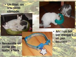 ● Un llitet on
s'hi senti
còmode.
● Necessita un
collar per
surtir a fora.
● Ah! I un bol
per menjar i
un per
beure!!!
 