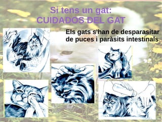 Si tens un gat:
CUIDADOS DEL GAT
Els gats s'han de desparasitar
de puces i paràsits intestinals.
 