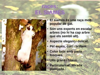 races:
EL SIAMÈS
● El siamés és una raça molt
popular de gat.
● Són uns experts en escalar
arbres (no hi ha cap arbre
que els sembli alt).
● Aspecte elegant i delicat.
● Pèl espès, curt i brillant.
● Color beix amb parts
fosques.
● Ulls grans i blaus.
● Particularitat: Mirada
platejada.
 