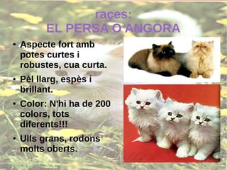 raçes:
EL PERSA O ANGORA
● Aspecte fort amb
potes curtes i
robustes, cua curta.
● Pèl llarg, espès i
brillant.
● Color: N'hi ha de 200
colors, tots
diferents!!!
● Ulls grans, rodons
molts oberts.
 