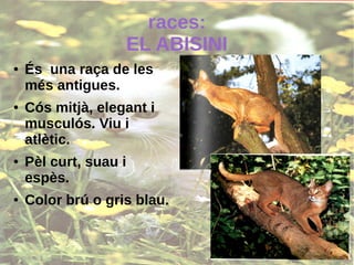 races:
EL ABISINI
● És una raça de les
més antigues.
● Cós mitjà, elegant i
musculós. Viu i
atlètic.
● Pèl curt, suau i
espès.
● Color brú o gris blau.
 
