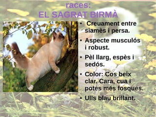 races:
EL SAGRAT BIRMÀ
● Creuament entre
siamès i persa.
● Aspecte musculós
i robust.
● Pèl llarg, espès i
sedós.
● Color: Cos beix
clar. Cara, cua i
potes més fosques.
● Ulls blau brillant.
 