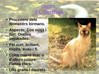 races:
EL BURMA
● Procedent dels
monastirs birmans.
● Aspecte: Cos mitjà i
fort. Orelles
separades.
● Pèl curt, brillant,
espès, suau i fí.
● Color marró fosc o
d'altres colors.
Panxa clara.
● Ulls grans i daurats.
 