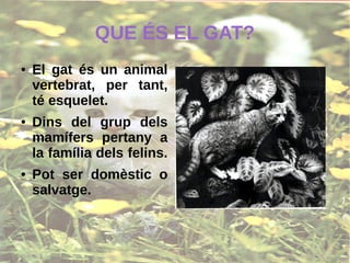 QUE ÉS EL GAT?
● El gat és un animal
vertebrat, per tant,
té esquelet.
● Dins del grup dels
mamífers pertany a
la família dels felins.
● Pot ser domèstic o
salvatge.
 