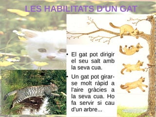 LES HABILITATS D'UN GAT
● El gat pot dirigir
el seu salt amb
la seva cua.
● Un gat pot girar-
se molt ràpid a
l'aire gràcies a
la seva cua. Ho
fa servir si cau
d'un arbre...
 