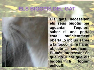 Els gats necessiten
els seus bigotis per
aguantar l'equibri,
saber si una porta
està suficientment
oberta, o inclús saber
a la foscor si hi ha un
objecte al seu camí.
El més interessant és
que no li cal que els
bigotis li toquin
enlloc!!!
ELS BIGOTIS DEL GAT
 