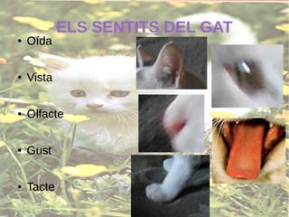ELS SENTITS DEL GAT
● Oída
● Vista
● Olfacte
● Gust
● Tacte
 