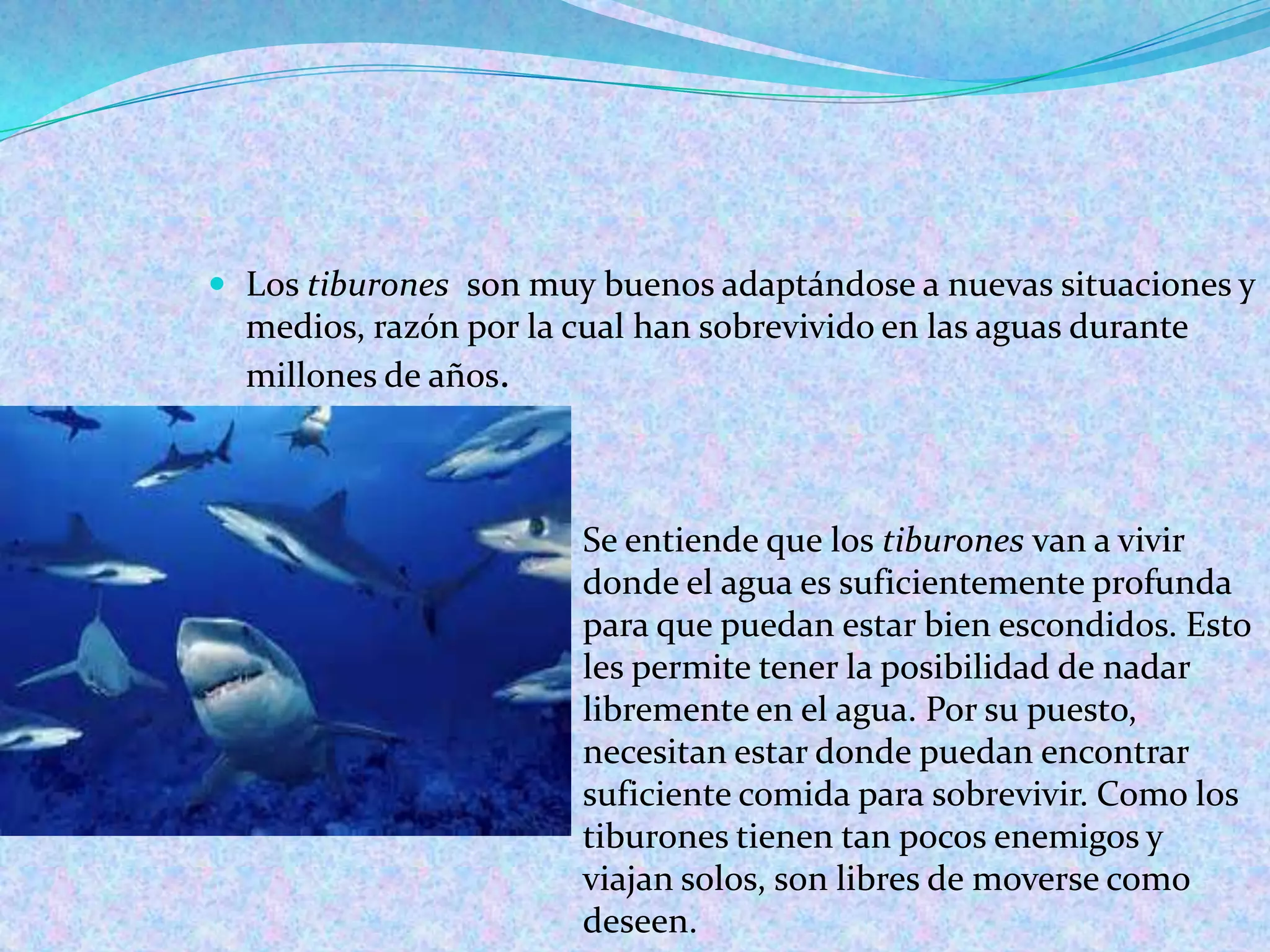  Los tiburones son muy buenos adaptándose a nuevas situaciones y

medios, razón por la cual han sobrevivido en las aguas durante
millones de años.

Se entiende que los tiburones van a vivir
donde el agua es suficientemente profunda
para que puedan estar bien escondidos. Esto
les permite tener la posibilidad de nadar
libremente en el agua. Por su puesto,
necesitan estar donde puedan encontrar
suficiente comida para sobrevivir. Como los
tiburones tienen tan pocos enemigos y
viajan solos, son libres de moverse como
deseen.

 