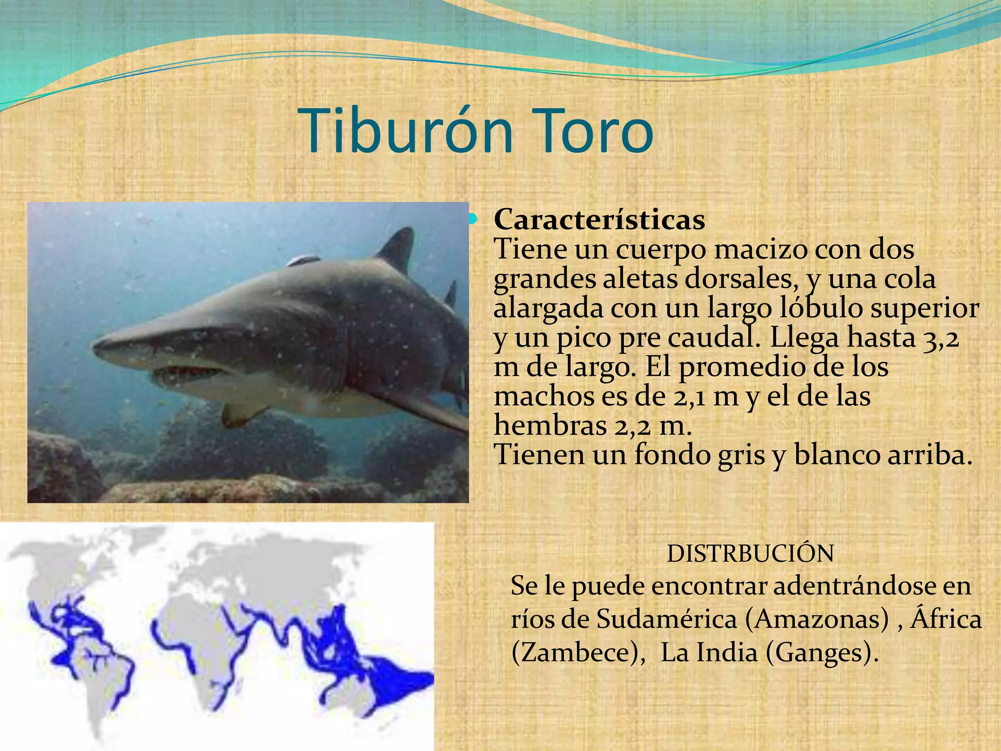 Tiburón Toro
 Características

Tiene un cuerpo macizo con dos
grandes aletas dorsales, y una cola
alargada con un largo lóbulo superior
y un pico pre caudal. Llega hasta 3,2
m de largo. El promedio de los
machos es de 2,1 m y el de las
hembras 2,2 m.
Tienen un fondo gris y blanco arriba.
DISTRBUCIÓN

Se le puede encontrar adentrándose en
ríos de Sudamérica (Amazonas) , África
(Zambece), La India (Ganges).

 