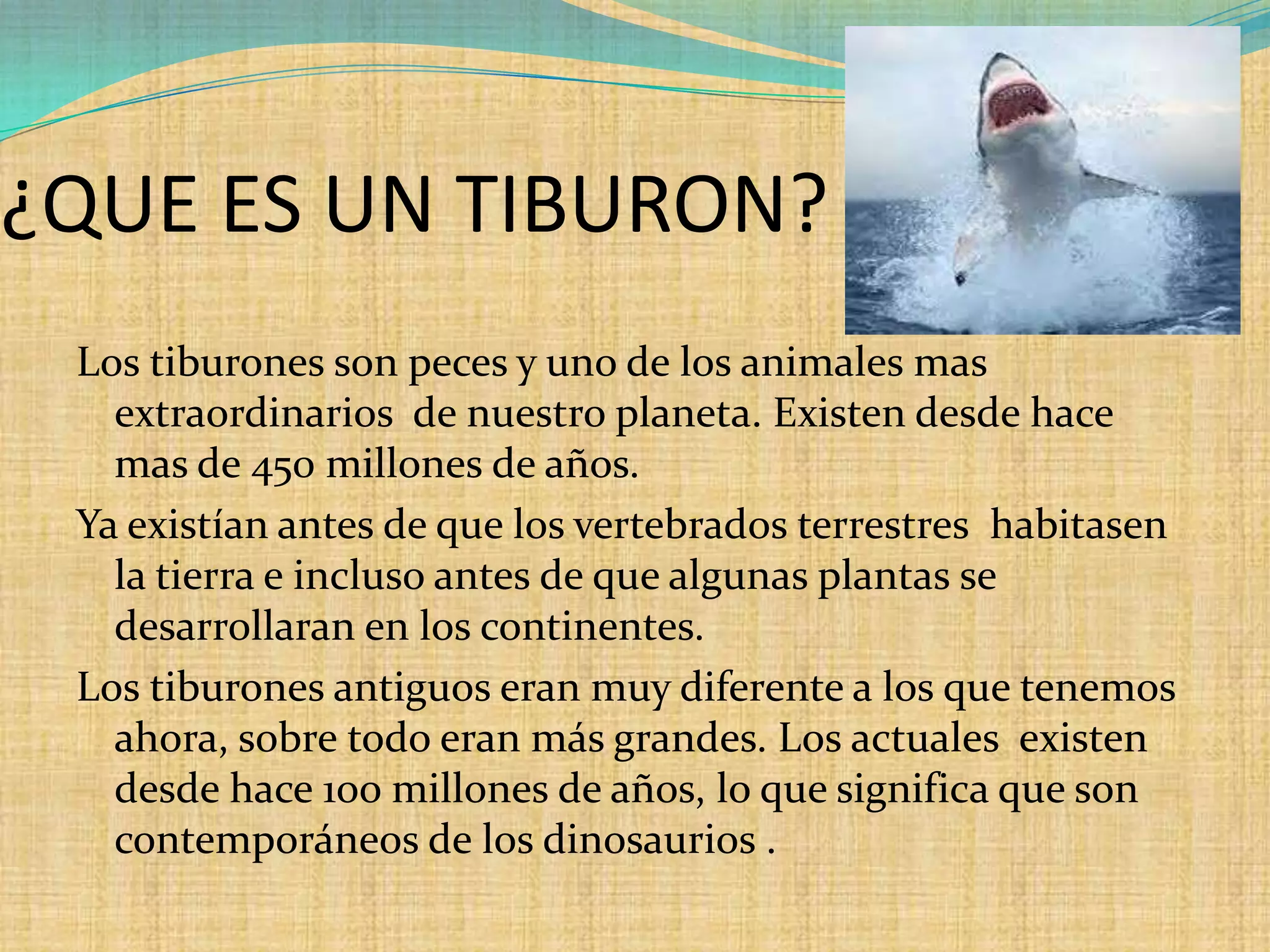 ¿QUE ES UN TIBURON?
Los tiburones son peces y uno de los animales mas
extraordinarios de nuestro planeta. Existen desde hace
mas de 450 millones de años.
Ya existían antes de que los vertebrados terrestres habitasen
la tierra e incluso antes de que algunas plantas se
desarrollaran en los continentes.
Los tiburones antiguos eran muy diferente a los que tenemos
ahora, sobre todo eran más grandes. Los actuales existen
desde hace 1oo millones de años, lo que significa que son
contemporáneos de los dinosaurios .

 