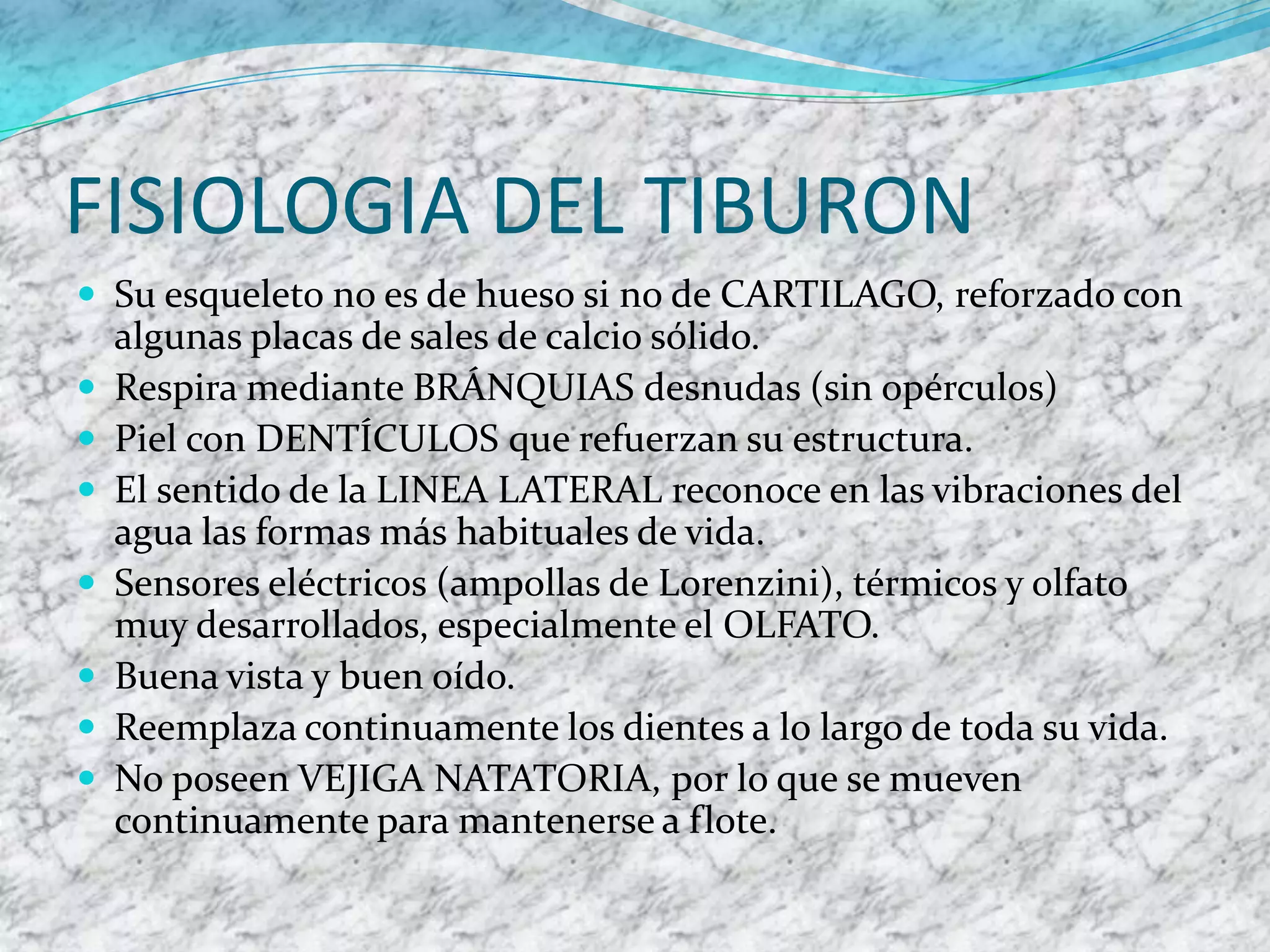 FISIOLOGIA DEL TIBURON
 Su esqueleto no es de hueso si no de CARTILAGO, reforzado con








algunas placas de sales de calcio sólido.
Respira mediante BRÁNQUIAS desnudas (sin opérculos)
Piel con DENTÍCULOS que refuerzan su estructura.
El sentido de la LINEA LATERAL reconoce en las vibraciones del
agua las formas más habituales de vida.
Sensores eléctricos (ampollas de Lorenzini), térmicos y olfato
muy desarrollados, especialmente el OLFATO.
Buena vista y buen oído.
Reemplaza continuamente los dientes a lo largo de toda su vida.
No poseen VEJIGA NATATORIA, por lo que se mueven
continuamente para mantenerse a flote.

 