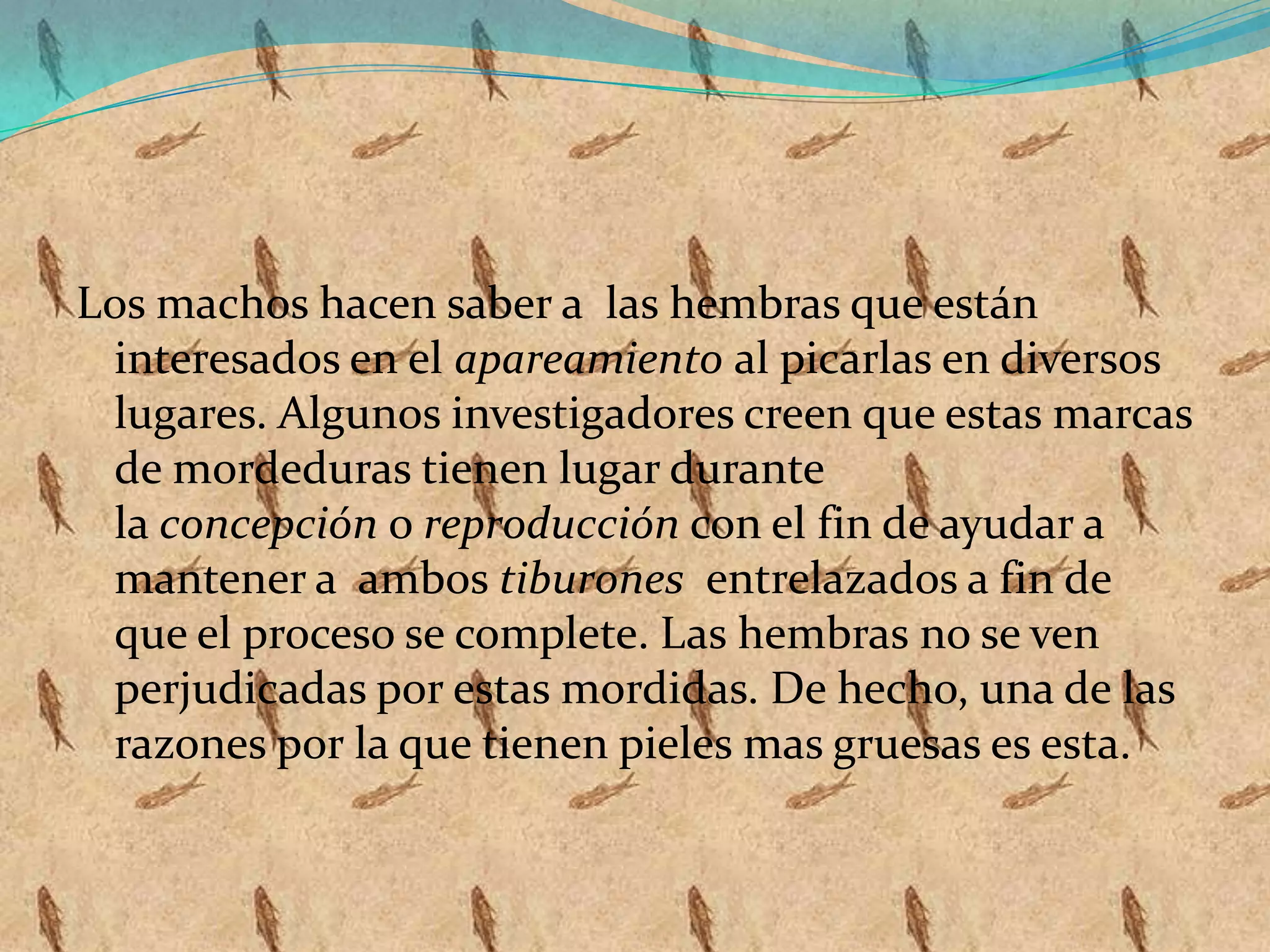 Los machos hacen saber a las hembras que están
interesados en el apareamiento al picarlas en diversos
lugares. Algunos investigadores creen que estas marcas
de mordeduras tienen lugar durante
la concepción o reproducción con el fin de ayudar a
mantener a ambos tiburones entrelazados a fin de
que el proceso se complete. Las hembras no se ven
perjudicadas por estas mordidas. De hecho, una de las
razones por la que tienen pieles mas gruesas es esta.

 