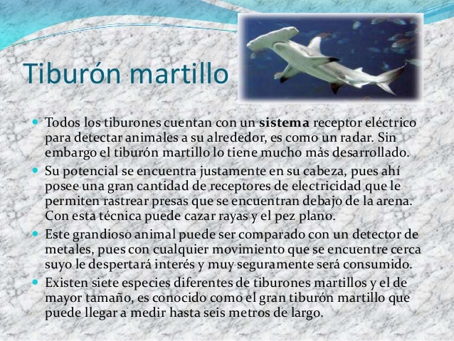 Los tiburones. Conferencia Guillermo G.V.