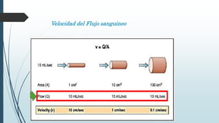 Velocidad del Flujo sanguineo
 