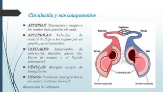 Circulación y sus componentes
 ARTERIAS: Transportan sangre a
los tejidos bajo presión elevada.
 ARTERIOLAS: Válvulas de
control de flujo a los tejidos por su
amplia pared muscular.
 CAPILARES: Intercambio de
nutrientes, líquidos, gases, etc.
Entre la sangre y el líquido
intersticial.
 VÉNULAS: Recogen sangre de
loscapilares.
 VENAS: Conducen lasangre hacia
el corazón (retorno venoso).
Resorvorio de volumen.
 