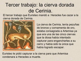 Tercer trabajo: la cierva dorada
             de Cerinia.
El tercer trabajo que Euristeo mandó a Heracles fue cazar a la
cierva dorada de Cerinia.

                             La cierva de Cerinia, tenía pezuñas
                             de bronce y cornamenta de oro,
                             estaba consagrada a Artemisa ya
                             que era una de las cinco ciervas
                             que la diosa había intentado
                             capturar para engancharlas a su
                             carro y había sido la única que
                             había logrado escapar.

Euristeo le pidió capturar a la cierva para que Artemisa
condenara a Heracles a muerte.
 