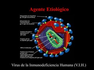 Agente Etiológico
               SIDA




 Virus de la Inmunodeficiencia Humana (V.I.H.)
 