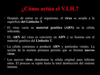 ¿Cómo actúa el V.I.H.?
 Después de entrar en el organismo, el virus se acopla a la
  superficie del Linfocito T.
 El virus vacía su material genético (ARN) en la célula
  infectada.
 EL ARN del virus se convierte en ADN y se fusiona con el
  material genético del Linfocito T.
 La célula comienza a producir ARN y partículas virales. La
  acción de la enzima proteasa permite que se formen nuevos
  virus.
 Los nuevos virus abandonan la célula original para infectar
  otras. El proceso se repite hasta la total destrucción del sistema
  inmune.
 