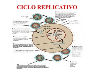 CICLO REPLICATIVO
 