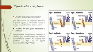Tipos de solutos del plasma:
 Solutos de bajo peso molecular:
Que atraviesan sin ninguna dificultad
la pared capilar y, por tanto, tienen la
misma concentración a ambos lados.
 Solutos de alto peso molecular o
coloides:
Las proteínas, incapaces de atravesar la
pared y que se encuentran en elevada
concentración dentro del capilar (6-8
g/100ml), y baja en el líquido
intersticial (0,7-2 g/100ml).
 