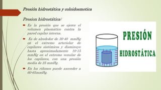 Presión hidrostática y coloidosmotica
Presion hidrostática:
 Es la presión que se ejerce el
volumen plasmático contra la
pared capilar interna.
 Es de alrededor de 30-40 mmHg
en el extremo arteriolar de
capilares sistémicos y disminuye
hasta aproximadamente 10-15
mmHg en el extremo venular de
los capilares, con una presión
media de 25 mmHg.
 En los riñones puede ascender a
60-65mmHg.
 