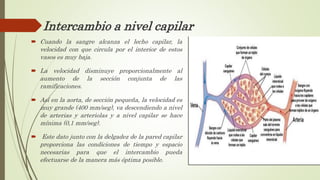 Intercambio a nivel capilar
 Cuando la sangre alcanza el lecho capilar, la
velocidad con que circula por el interior de estos
vasos es muy baja.
 La velocidad disminuye proporcionalmente al
aumento de la sección conjunta de las
ramificaciones.
 Así en la aorta, de sección pequeña, la velocidad es
muy grande (400 mm/seg), va descendiendo a nivel
de arterias y arteriolas y a nivel capilar se hace
mínima (0,1 mm/seg).
 Este dato junto con la delgadez de la pared capilar
proporciona las condiciones de tiempo y espacio
necesarias para que el intercambio pueda
efectuarse de la manera más óptima posible.
 