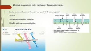 Tipos de intercambio entre capilares y líquido intersticial
Existen tres modalidades de transporte a través de la pared capilar:
Difusión.
Pinocitosis o transporte vesicular.
Ultrafiltración o reparto de líquidos.
 