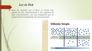Ley de Fick
 Esta ley postula que el flujo va desde una
región de alta concentración a las regiones de
baja concentración, con una magnitud que es
proporcional al gradiente de concentración.
 