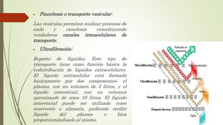  Pinocitosis o transporte vesicular:
Las vesículas permiten realizar procesos de
endo y exocitosis constituyendo
verdaderos canales transcelulares de
transporte.
 Ultrafiltración:
Reparto de líquidos. Este tipo de
transporte tiene como función básica la
redistribución de líquidos extracelulares.
El líquido extracelular está formado
básicamente por dos componentes: el
plasma, con un volumen de 3 litros, y el
líquido intersticial, con un volumen
aproximado de unos 10 litros. El líquido
intersticial puede ser utilizado como
reservorio o almacén, pudiendo recibir
líquido del plasma o bien
proporcionándoselo al mismo.
 