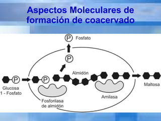 Aspectos Moleculares de formación de coacervado 