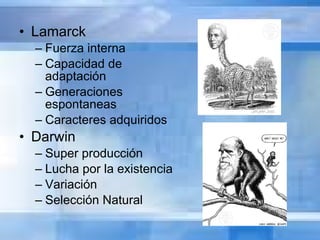 Lamarck Fuerza interna Capacidad de adaptación Generaciones espontaneas Caracteres adquiridos Darwin Super producción Lucha por la existencia Variación Selección Natural 