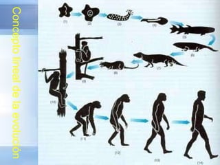 Concepto lineal de la evolución 