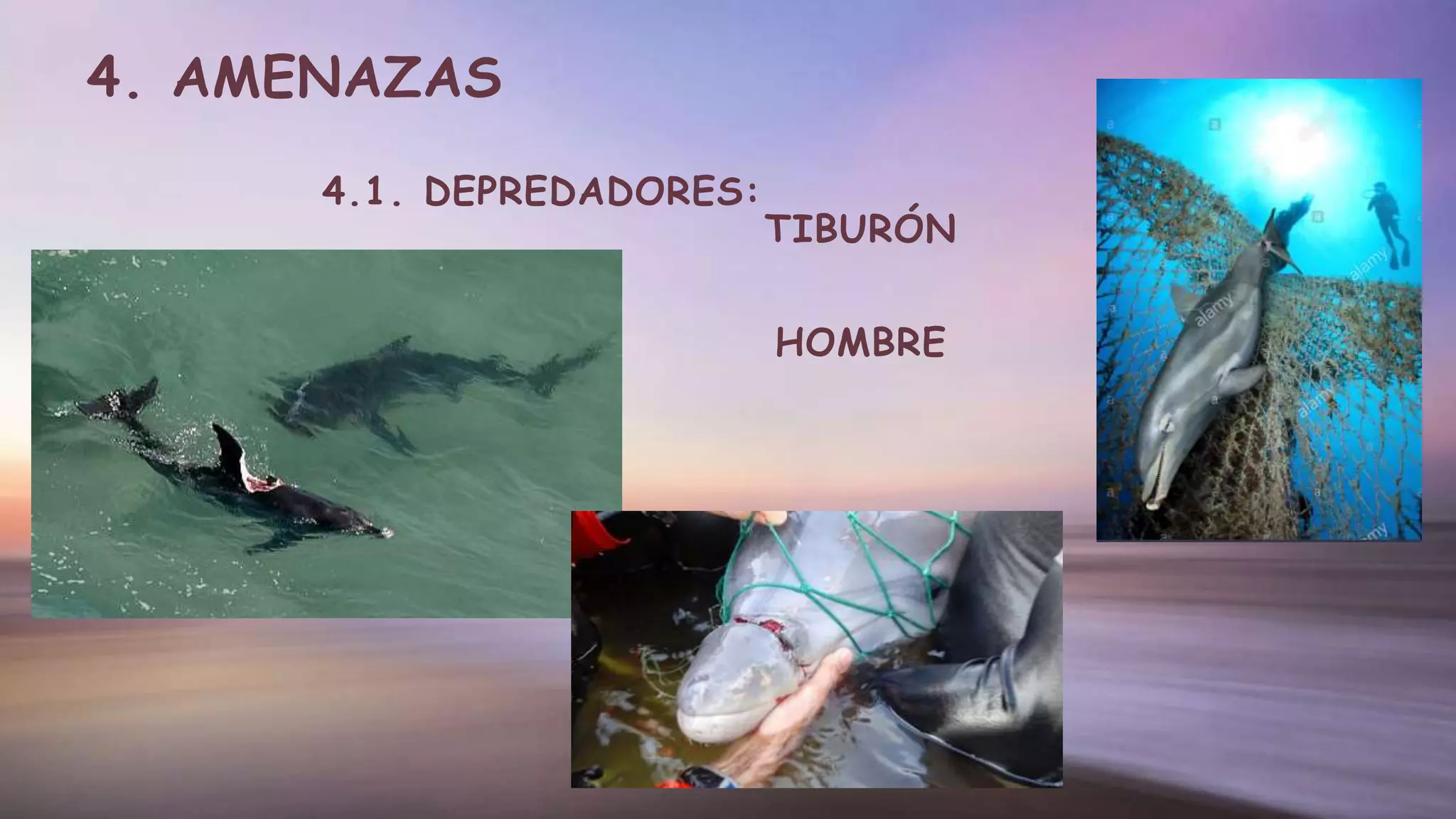 4.1. DEPREDADORES:
TIBURÓN
HOMBRE
4. AMENAZAS
 