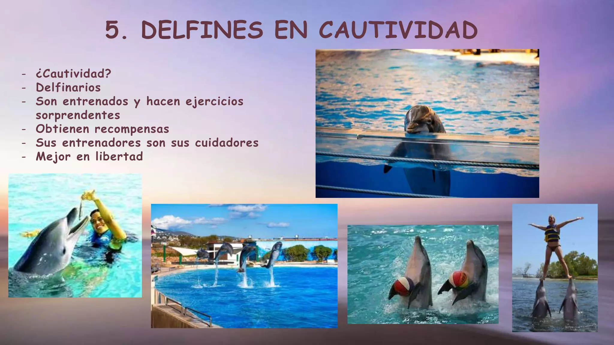 5. DELFINES EN CAUTIVIDAD
- ¿Cautividad?
- Delfinarios
- Son entrenados y hacen ejercicios
sorprendentes
- Obtienen recompensas
- Sus entrenadores son sus cuidadores
- Mejor en libertad
 