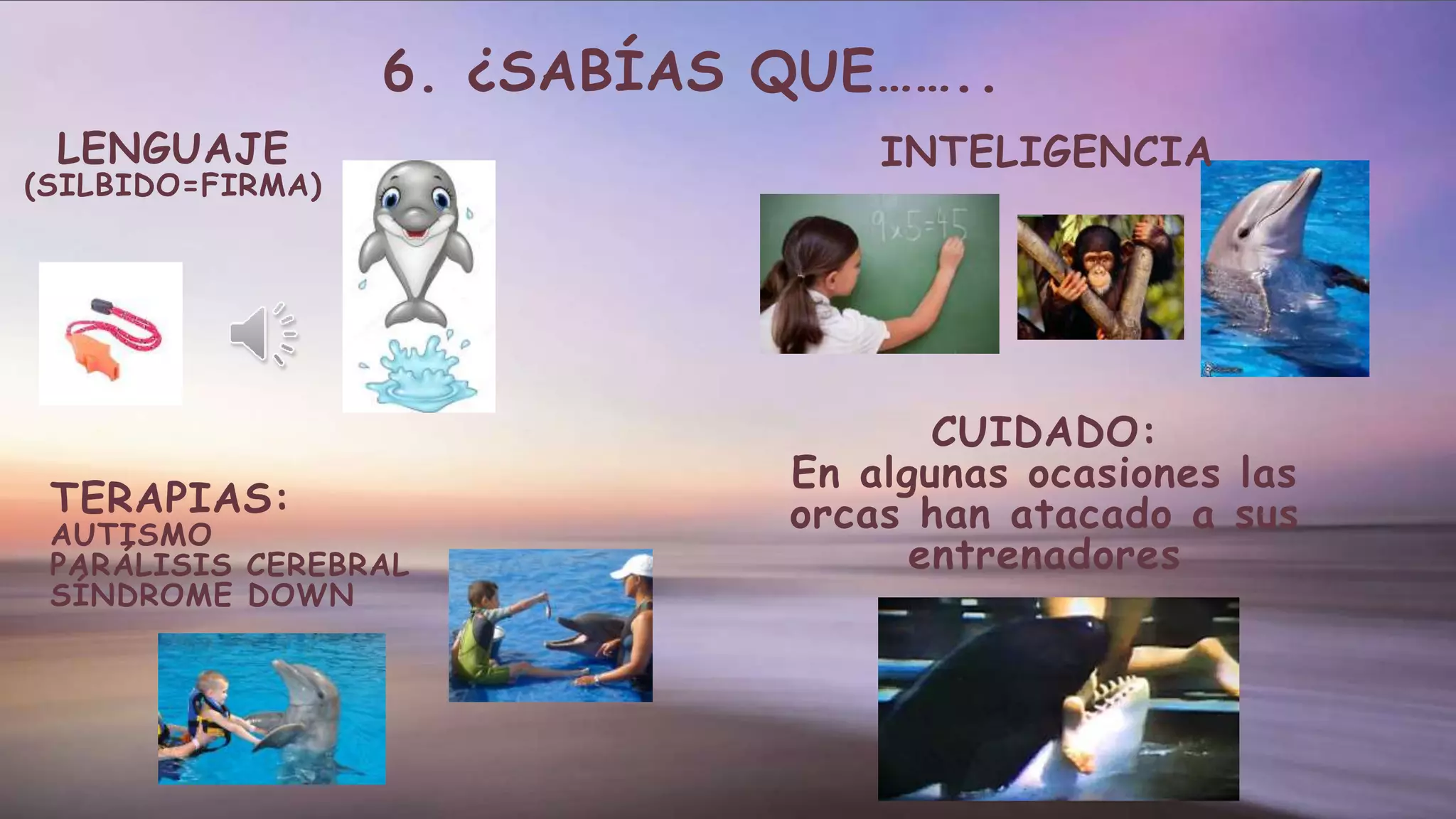 6. ¿SABÍAS QUE……..
LENGUAJE
(SILBIDO=FIRMA)
TERAPIAS:
AUTISMO
PARÁLISIS CEREBRAL
SÍNDROME DOWN
INTELIGENCIA
CUIDADO:
En algunas ocasiones las
orcas han atacado a sus
entrenadores
 