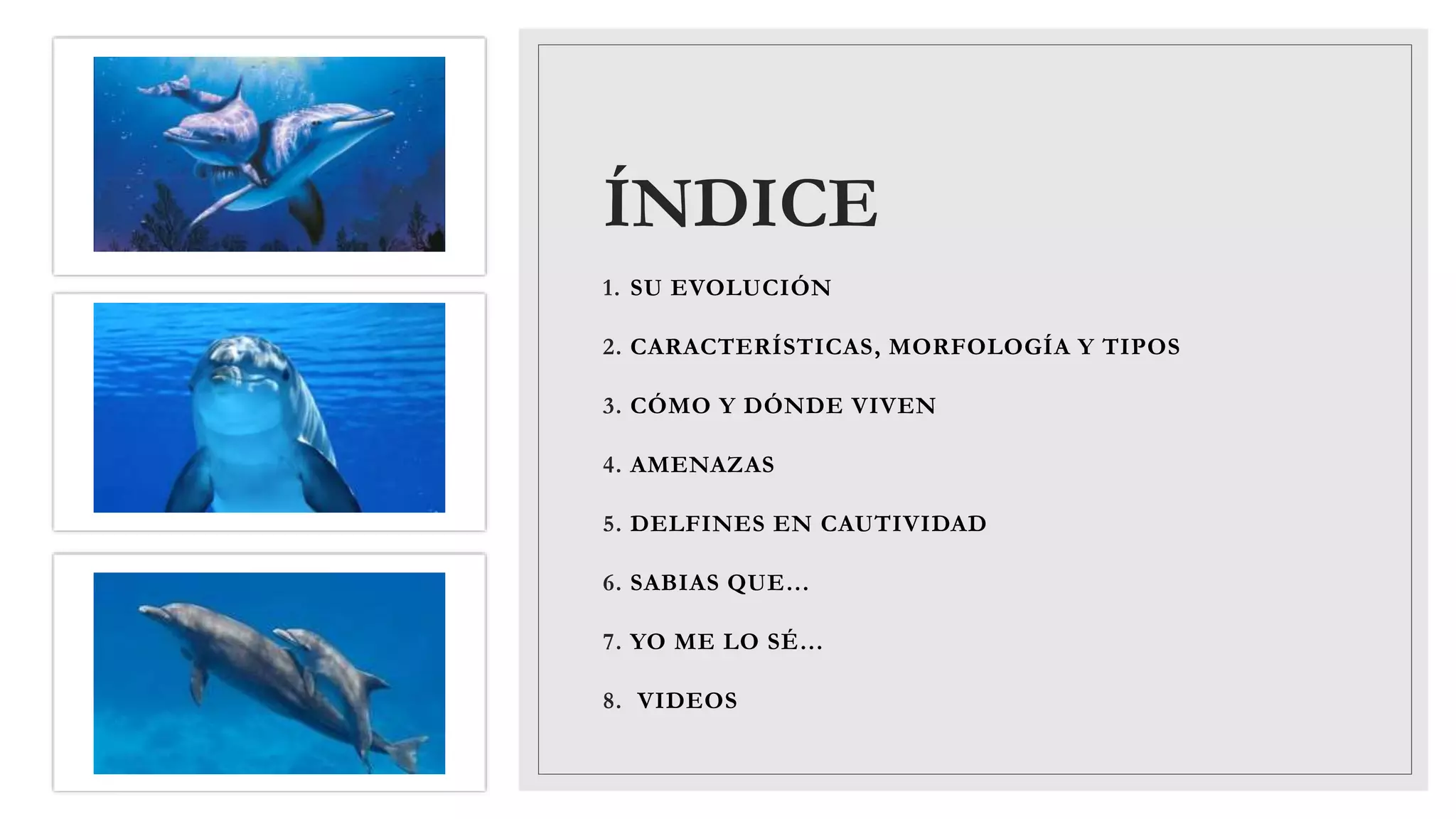 ÍNDICE
1. SU EVOLUCIÓN
2. CARACTERÍSTICAS, MORFOLOGÍA Y TIPOS
3. CÓMO Y DÓNDE VIVEN
4. AMENAZAS
5. DELFINES EN CAUTIVIDAD
6. SABIAS QUE…
7. YO ME LO SÉ…
8. VIDEOS
 