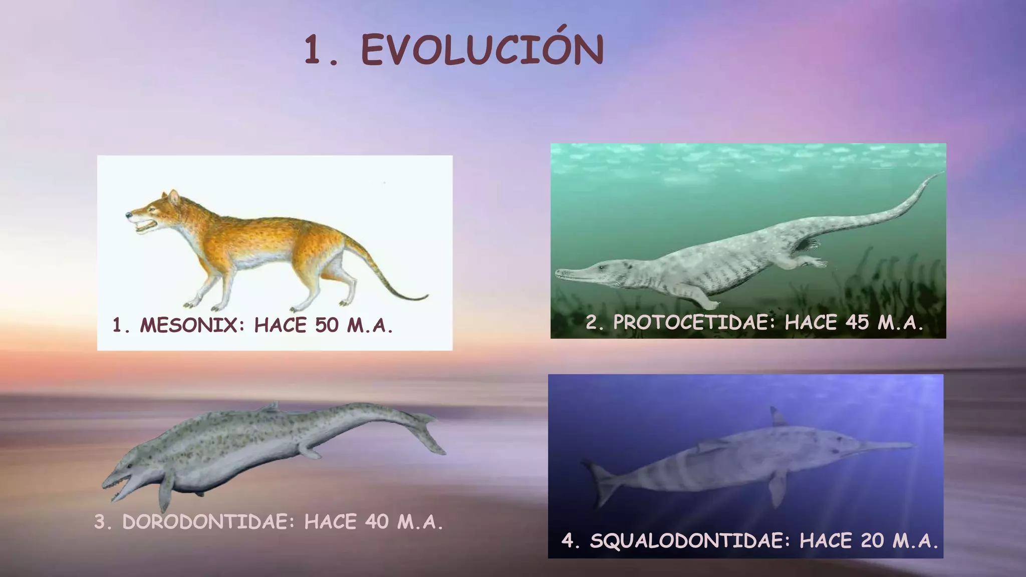 1. EVOLUCIÓN
1. MESONIX: HACE 50 M.A.
3. DORODONTIDAE: HACE 40 M.A.
4. SQUALODONTIDAE: HACE 20 M.A.
2. PROTOCETIDAE: HACE 45 M.A.
 