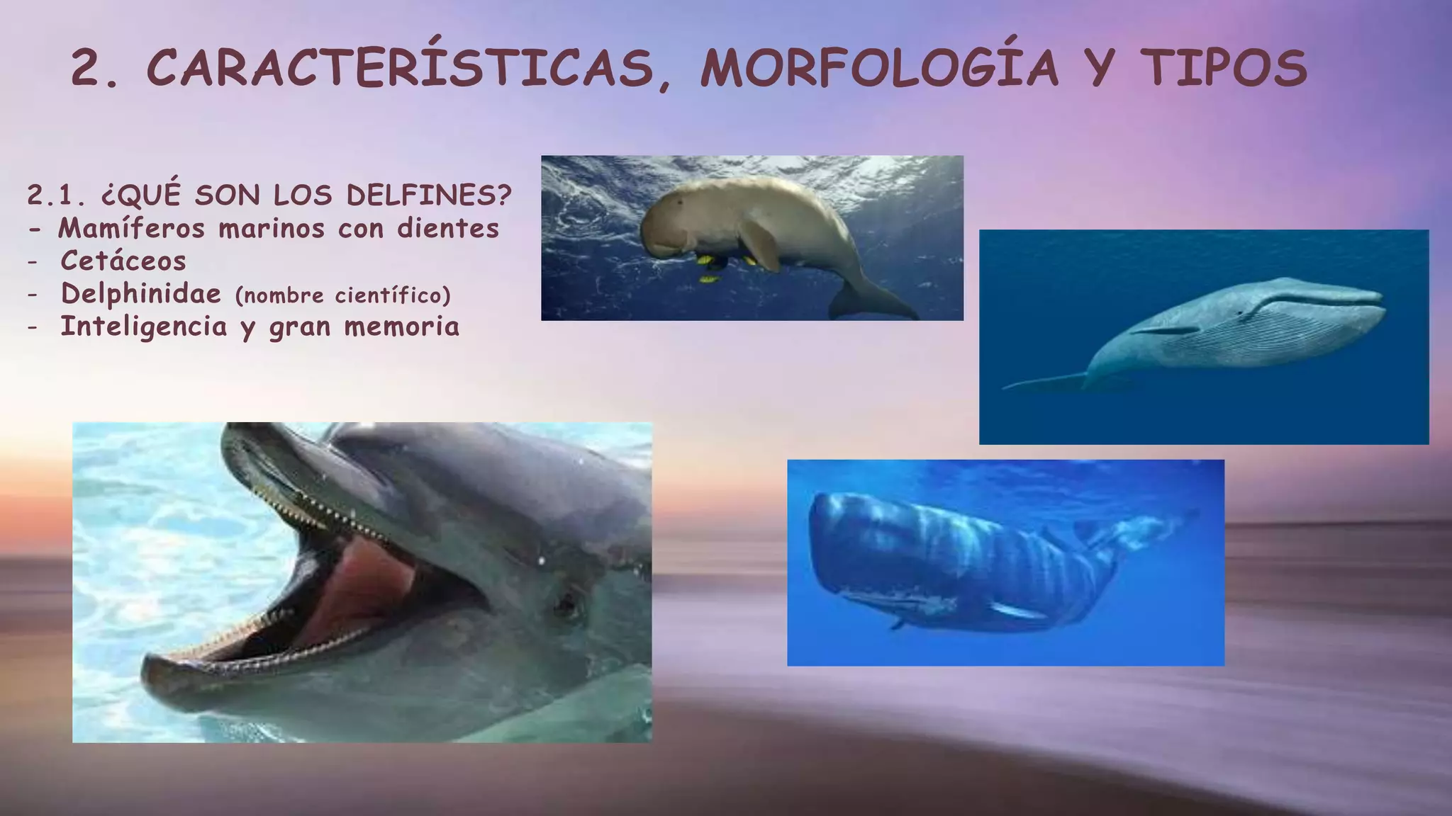 2. CARACTERÍSTICAS, MORFOLOGÍA Y TIPOS
2.1. ¿QUÉ SON LOS DELFINES?
- Mamíferos marinos con dientes
- Cetáceos
- Delphinidae (nombre científico)
- Inteligencia y gran memoria
 