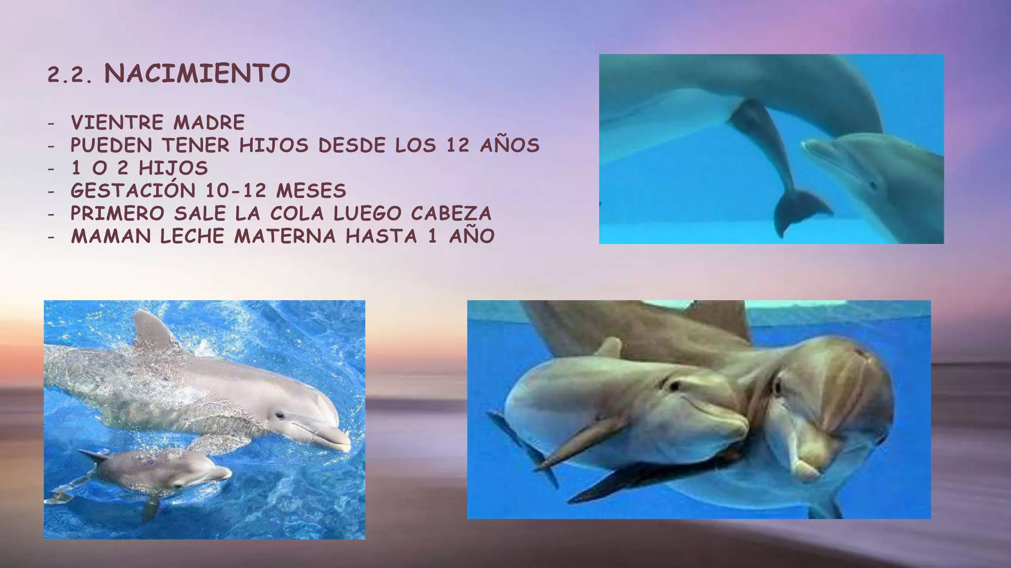2.2. NACIMIENTO
- VIENTRE MADRE
- PUEDEN TENER HIJOS DESDE LOS 12 AÑOS
- 1 O 2 HIJOS
- GESTACIÓN 10-12 MESES
- PRIMERO SALE LA COLA LUEGO CABEZA
- MAMAN LECHE MATERNA HASTA 1 AÑO
 