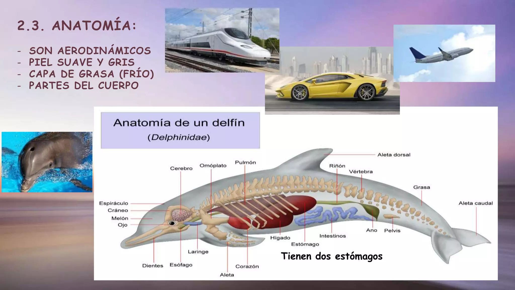 2.3. ANATOMÍA:
- SON AERODINÁMICOS
- PIEL SUAVE Y GRIS
- CAPA DE GRASA (FRÍO)
- PARTES DEL CUERPO
Tienen dos estómagos
 