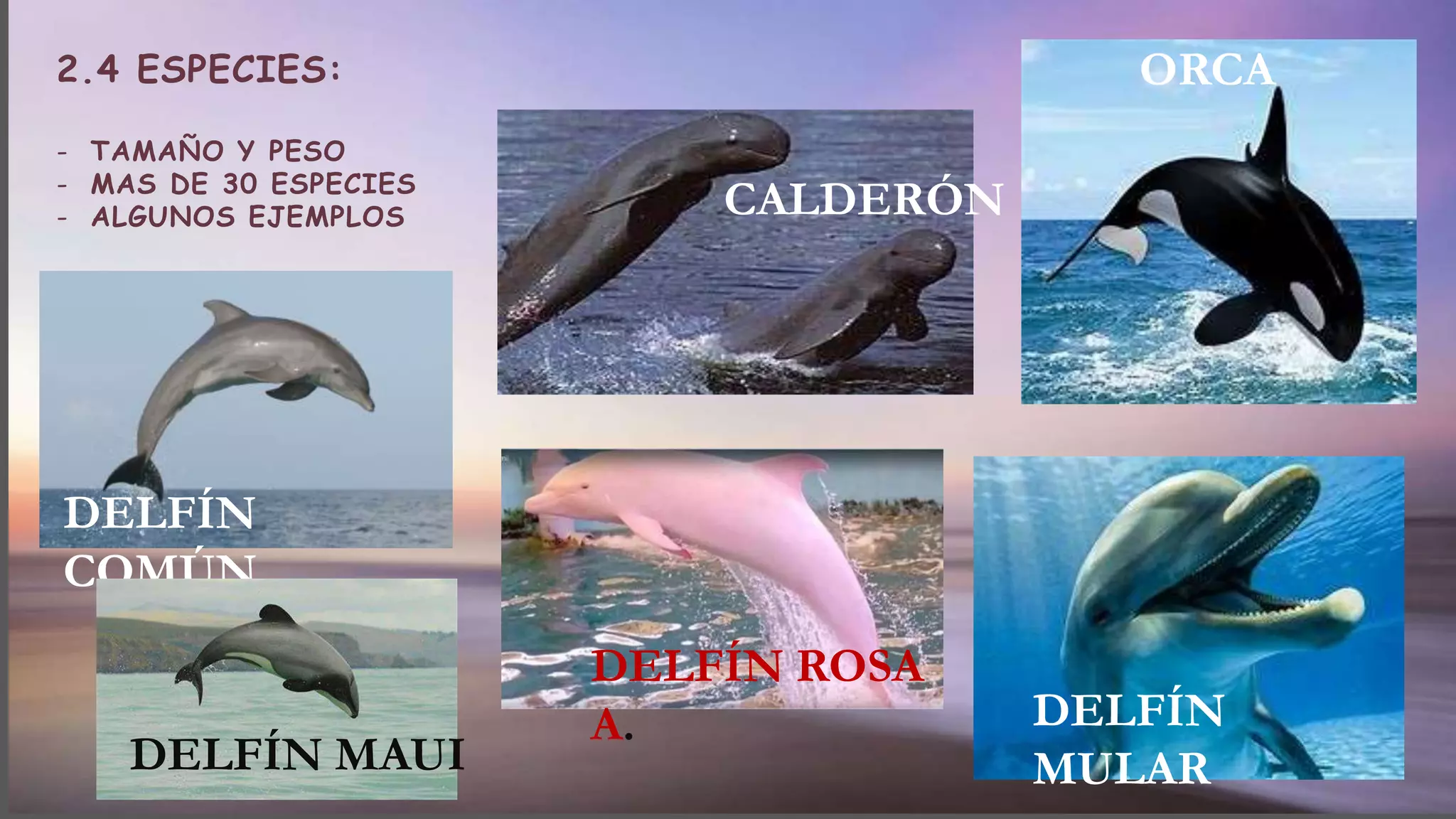 2.4 ESPECIES:
- TAMAÑO Y PESO
- MAS DE 30 ESPECIES
- ALGUNOS EJEMPLOS CALDERÓN
DELFÍN
COMÚN
DELFÍN ROSA
A.
ORCA
DELFÍN
MULARDELFÍN MAUI
 