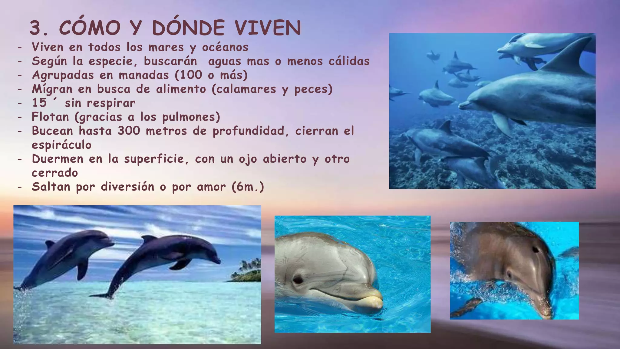 3. CÓMO Y DÓNDE VIVEN
- Viven en todos los mares y océanos
- Según la especie, buscarán aguas mas o menos cálidas
- Agrupadas en manadas (100 o más)
- Mígran en busca de alimento (calamares y peces)
- 15 ´ sin respirar
- Flotan (gracias a los pulmones)
- Bucean hasta 300 metros de profundidad, cierran el
espiráculo
- Duermen en la superficie, con un ojo abierto y otro
cerrado
- Saltan por diversión o por amor (6m.)
 