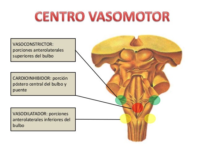 fisiologia – fisiología tareas y trabajos de guadalupe concepción ...