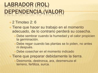 LABRADOR (ROL)
DEPENDENCIA.(VALOR)
 2  Timoteo 2: 6
  Tiene que hacer su trabajo en el momento
   adecuado, de lo contrario perderá su cosecha.
    Debe  sembrar cuando la humedad y el calor propicien
     la germinación.
    Debe regar cuando las plantas se lo piden, no antes
     ni después.
    Debe cosechar en el momento indicado

  Tiene   que preparar debidamente la tierra.
    Desmonta,     destronca, ara, desmenuza el
      terreno, fertiliza, surca.
 