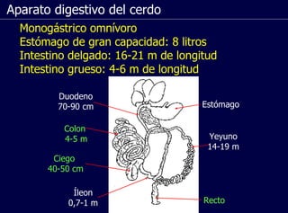 Aparato digestivo del cerdo Monogástrico omnívoro Estómago de gran capacidad: 8 litros Intestino delgado: 16-21 m de longitud Intestino grueso: 4-6 m de longitud Duodeno 70-90 cm Yeyuno 14-19 m Íleon 0,7-1 m Ciego 40-50 cm Colon 4-5 m Recto Estómago 