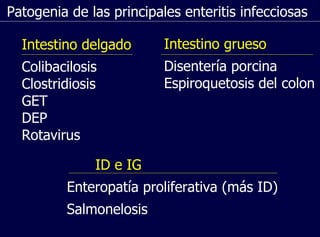 Patogenia de las principales enteritis infecciosas Intestino delgado Colibacilosis Clostridiosis GET DEP Rotavirus Intestino grueso Disentería porcina Espiroquetosis del colon ID e IG Enteropatía proliferativa (más ID) Salmonelosis 