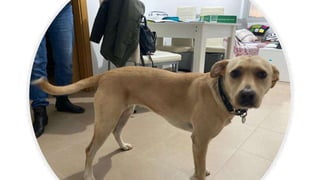 Conferencia rafa kala