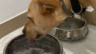 Conferencia rafa kala