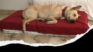 Conferencia rafa kala